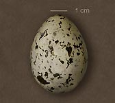 Larus melanocephalus