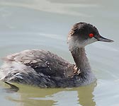Podiceps nigricollis