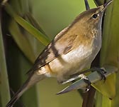 Acrocephalus scirpaceus