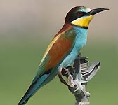 Merops apiaster