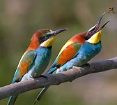 Merops apiaster
