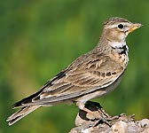 Melanocorypha calandra