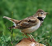 Melanocorypha calandra