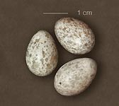 Melanocorypha calandra