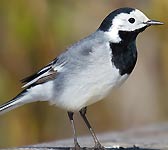 Motacilla alba