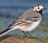 Motacilla alba