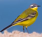 Motacilla flava