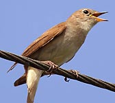 Luscinia megarhynchos