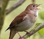 Luscinia megarhynchos