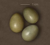 Luscinia megarhynchos