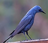 Monticola solitarius