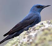 Monticola solitarius