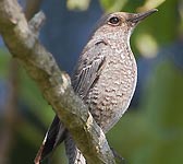 Monticola solitarius