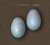 Monticola solitarius