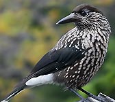 Nucifraga caryocatactes