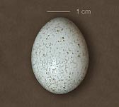 Nucifraga caryocatactes