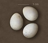 Troglodytes troglodytes