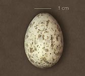 Pyrrhocorax graculus