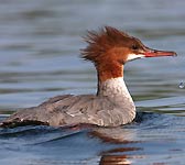 Mergus merganser