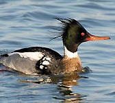 Mergus serrator