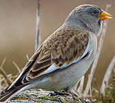 Montifringilla nivalis