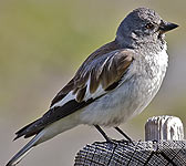 Montifringilla nivalis