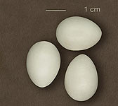 Montifringilla nivalis