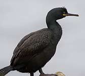 Phalacrocorax aristotelis