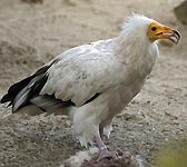 Neophron percnopterus
