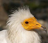 Neophron percnopterus