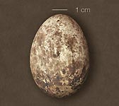 Neophron percnopterus