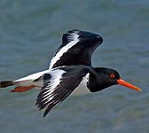 Haematopus ostralegus