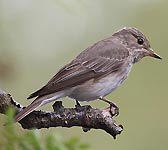 Muscicapa striata