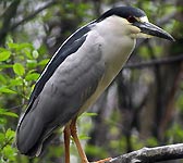 Nycticorax nycticorax