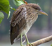Nycticorax nycticorax