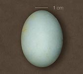 Nycticorax nycticorax