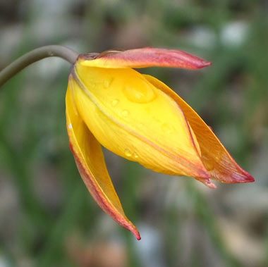 La Tulipe australe ou Tulipa australis, une fleur remarquable de nos campagnes.