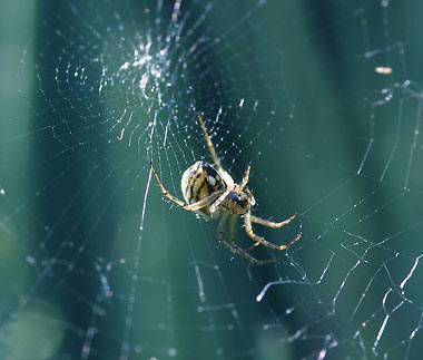 Comment s'y prennent les araignées pour tisser leurs toiles ?