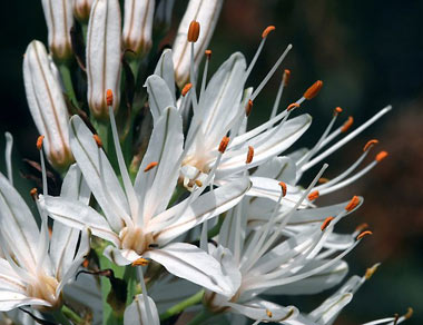 L'Asphodèle ou Asphodelus albus, une fleur remarquable de nos campagnes.