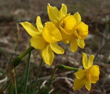 La Petite Jonquille ou Narcissus assoanus, une fleur remarquable de nos campagnes.