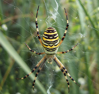L'argiope frelon ou Épeire fasciée et les autres araignées à toiles géométriques.